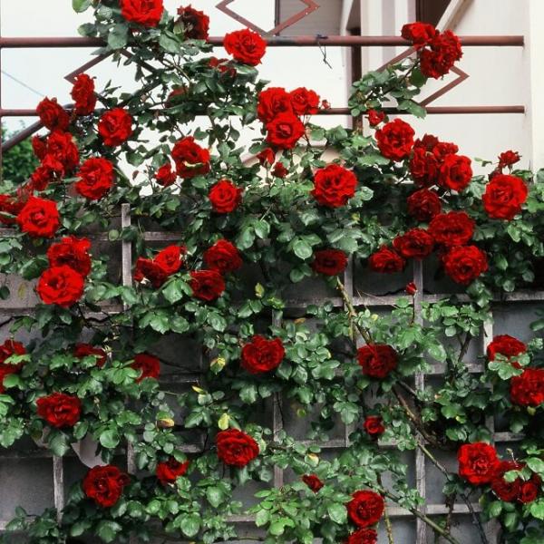 Grimpant ENA HARKNESS